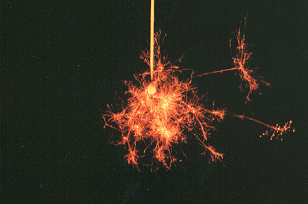 �����ԉ΂̍炢�Ă���Ƃ���